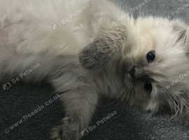 Rare ragdolls