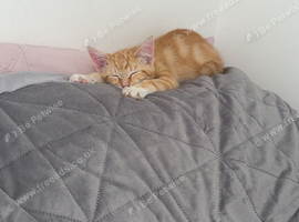 Ginger boy 3 months