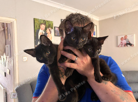 Three black kittens