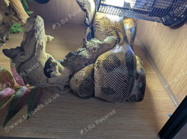 Hypo Boa Constrictor