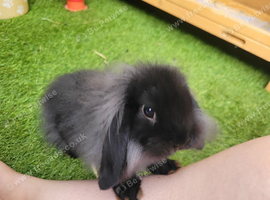 Stunning Mini Lion Lop - READY TO LEAVE