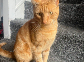 Ginger cat