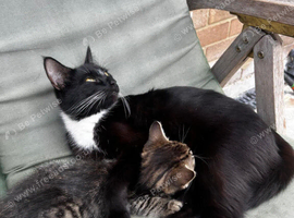 Kittens for sale, ready on the 22nd September