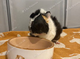 Piggy