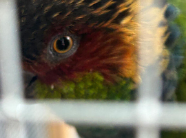 Proven pair blue throated conures