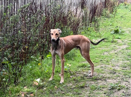 Saluki bull greyhound