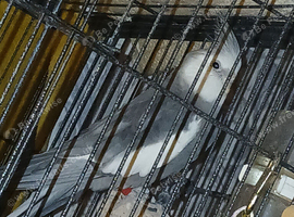 Crey and white cockatiel