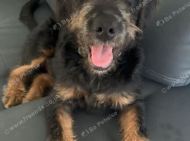 6 months Rottie x Poodle Puppy