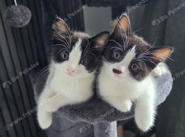 Kittens black and white