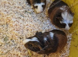 Male & Female guinea pigs available now