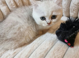 Beautiful little kittens