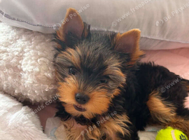 For sale yorkshire terrier5  pup