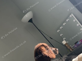 Working line cocker spaniel