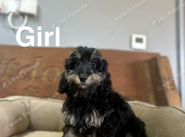 Daxiepoo puppies have had all injections done