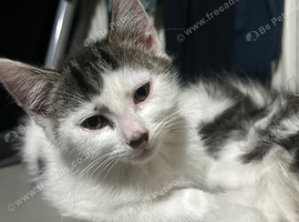 3 mixed breed kitten for nice home.