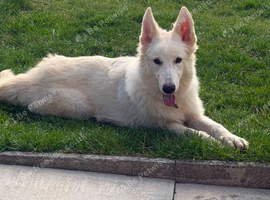 7 MONTH OLD GERMAN SHEPHERD GIRL