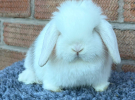 Mini Lops