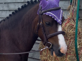 !12hh show/family pony!