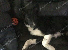 Border collie