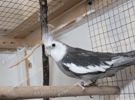 cockatiels for sale