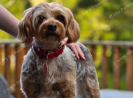 Female yorkie looking for male stud