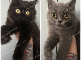 Persian x Ragdoll mix