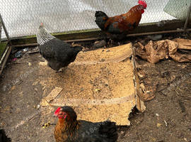 Egglaying chicken