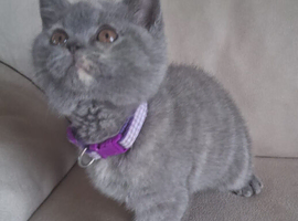 Pedigree British Shorthair Kittens