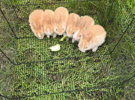 Cute and friendly bunnies