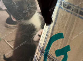 Kittens