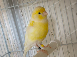 Proven pair of yellow Diamorpic canary&rsquo;s