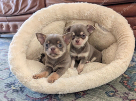 Beautiful quality BLUE/LILAC apple head chihuahuas