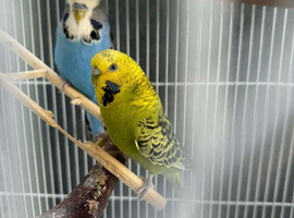 Pair friendly Budgerigars