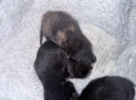 Kittens