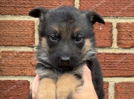 Short haired german shepherds