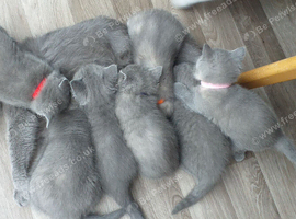 British shorthair kittens