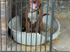 cane corso cross female for sale