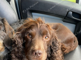 ** working Cocker spaniel Puppies **