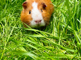 10 months old boar Guinea Pig.