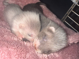 Ferret kits