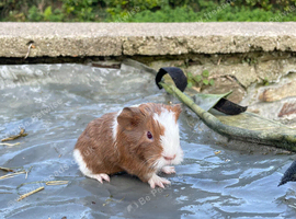 Baby boars