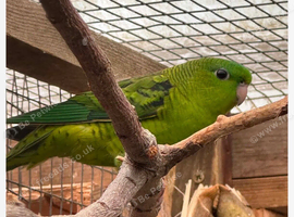 2026 bred pair of lineolated parakeets (linnies)