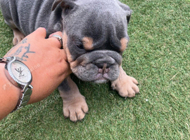 Old tyme/ British bull dog puppies