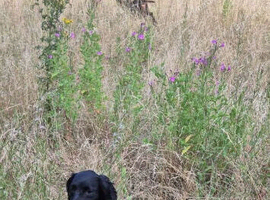 cocker spaniel