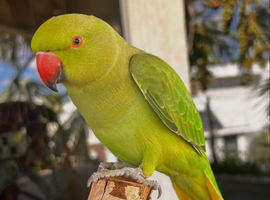 Baby green ringneck parrot