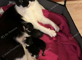 Gorgeous Litter of Black & Black-and-White Kittens Looking for Forever Homes!