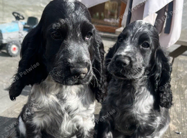 Stunning show type cocker spaniel girl puppy