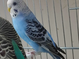 Budgies in London