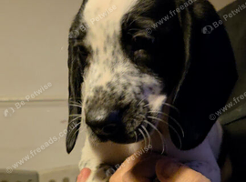 5 beautiful springer x harrier hound puppies 3 boys 2 girls