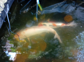 Koi carp x2